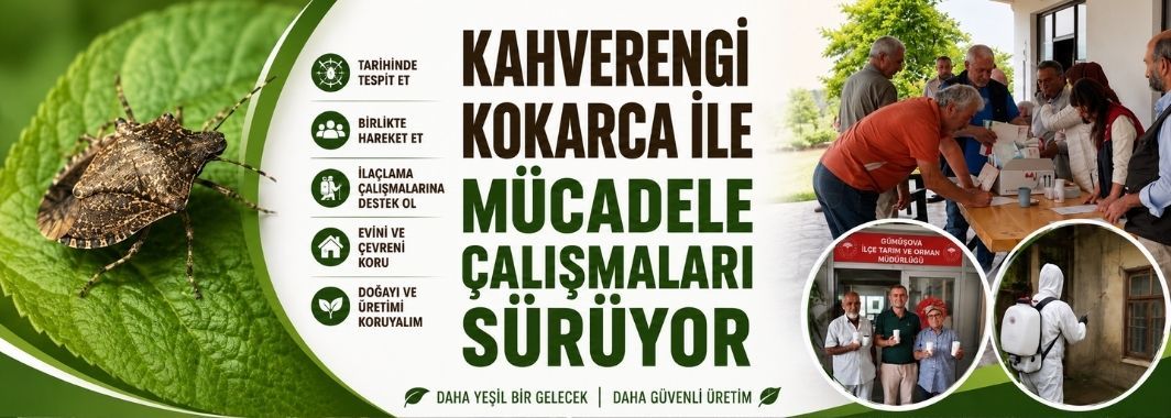 Kahverengi Kokarca ile Mücadele Çalışmaları Sürüyor