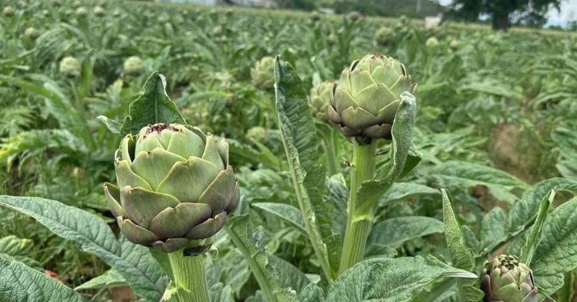 ’Manda köyü’ Karaoğlan’da 4 milyondan fazla enginar üretildi