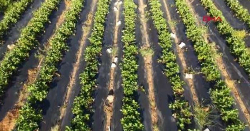 Hatay'da çilek hasadında rekolte sevinci: Hedef 10 bin 900 ton
