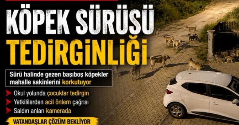 Köpek sürüsü tedirginliği