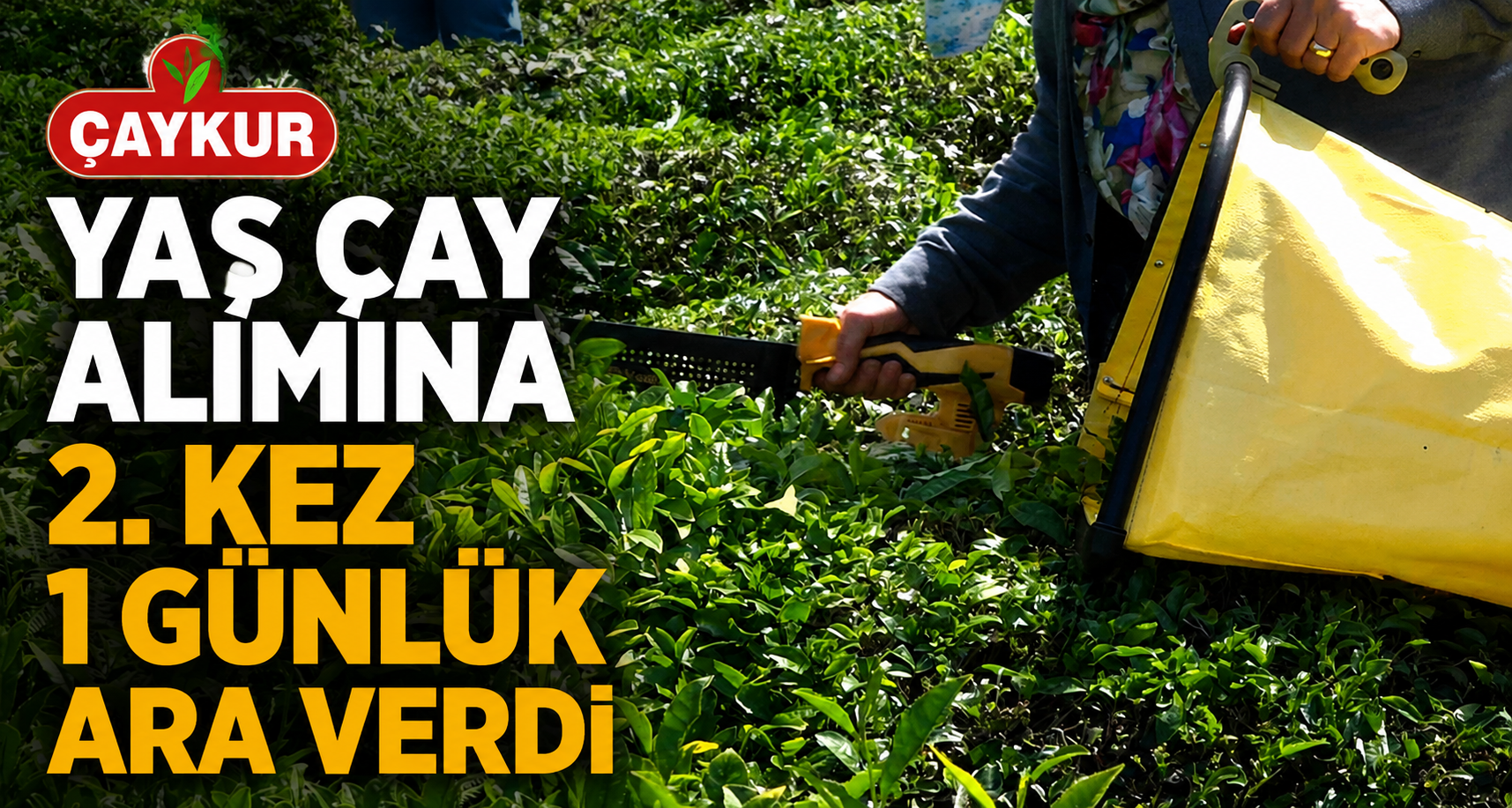ÇAYKUR yaş çay alımına 2. kez 1 günlük ara verdi