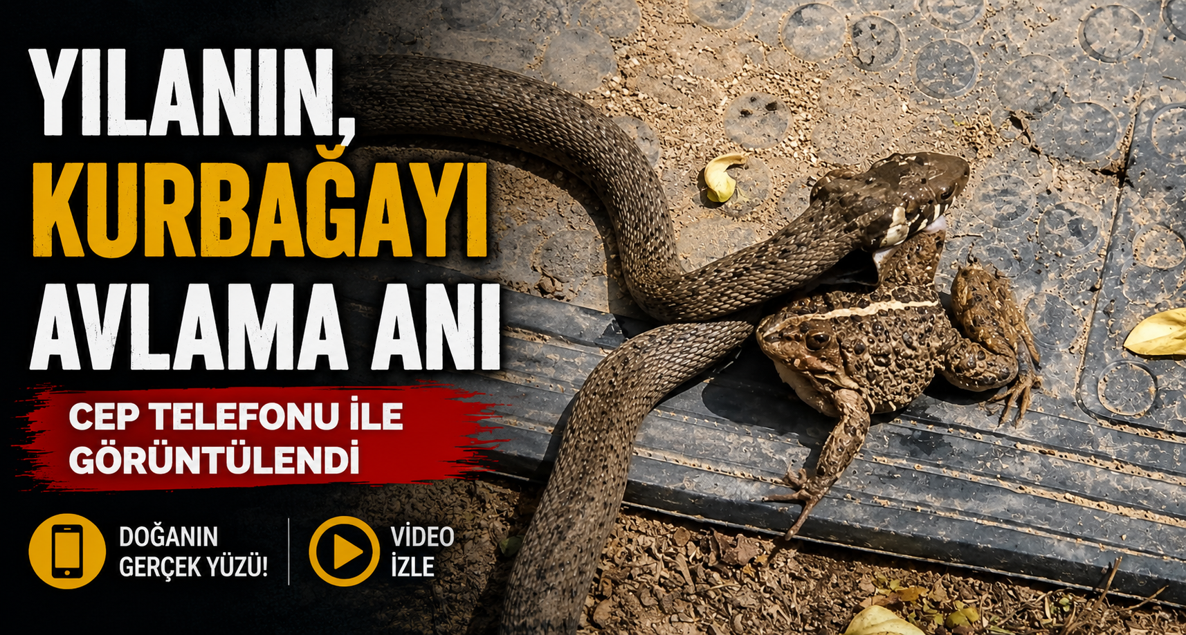 Yılanın, kurbağayı avlama anı cep telefonu ile görüntülendi