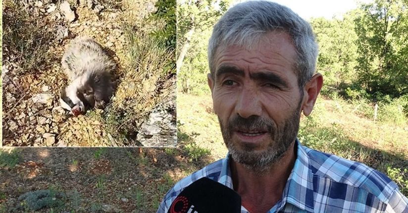 Dünyanın en korkusuz hayvanı bal porsuğunu tek darbeyle bayılttı