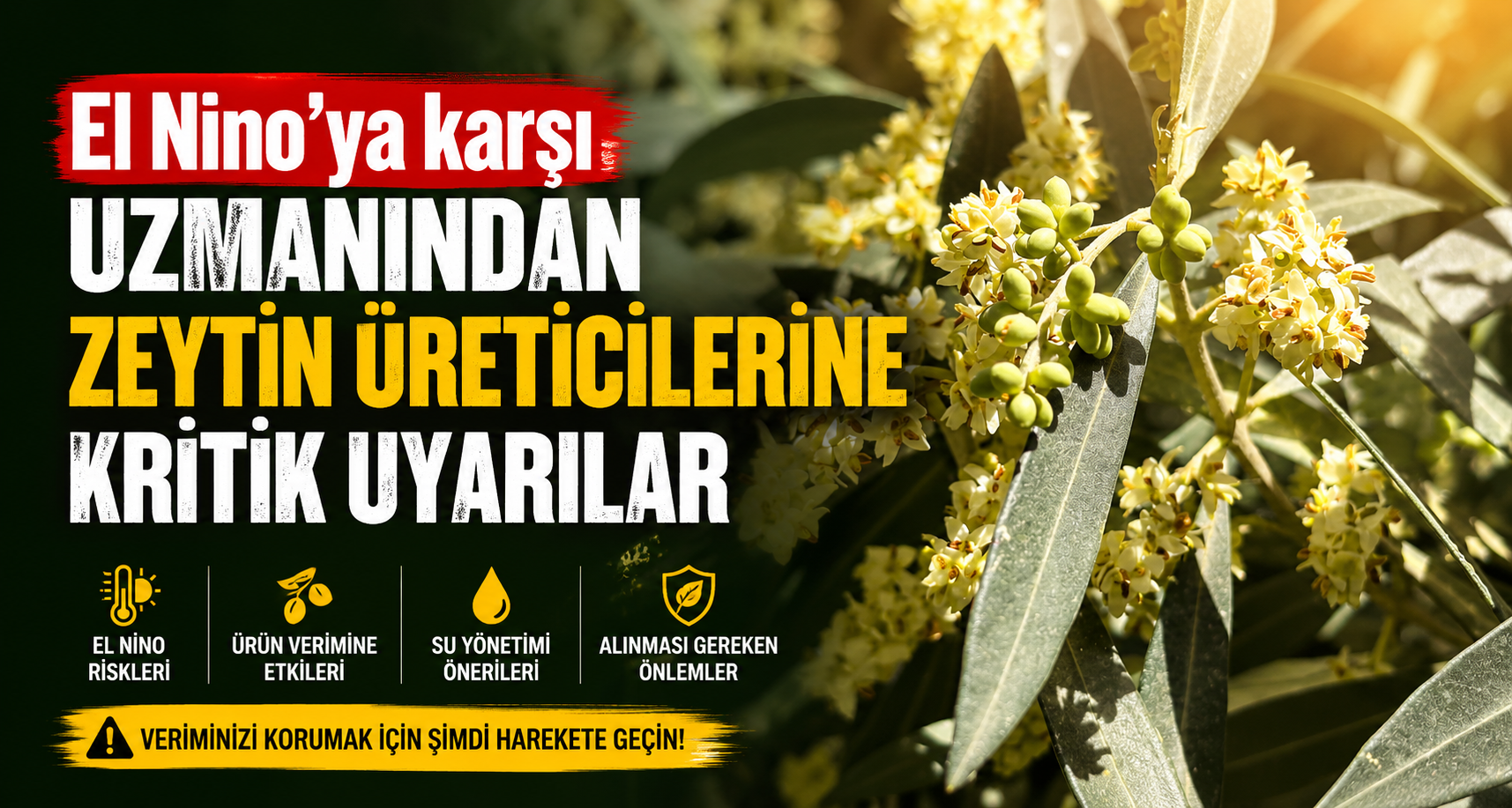El Nino’ya karşı uzmanından zeytin üreticilerine kritik uyarılar