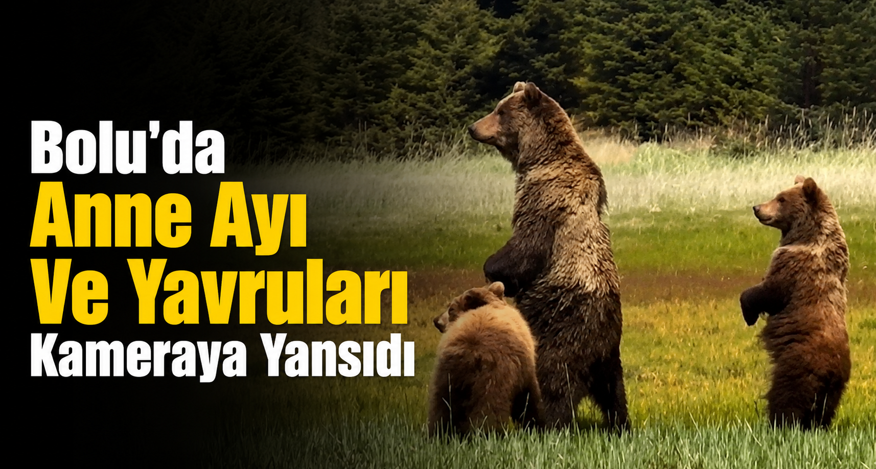 Bolu'da Anne Ayı Ve Yavruları Kameraya Yansıdı
