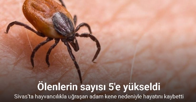 Sivas’ta hayvancılıkla uğraşan adam kene nedeniyle hayatını kaybetti