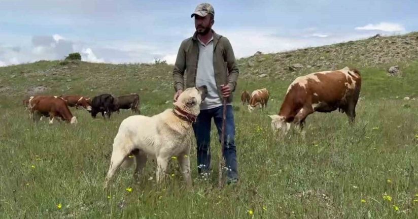 Anadolu aslanları domuz sürüsünü oyuna getirdi