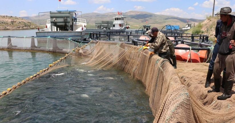 Denizi olmayan Kayseri’den 49 ülkeye balık ihracı