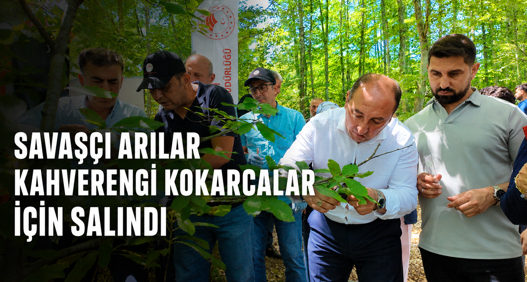 Savaşçı Arılar Kahverengi Kokarcalar İçin Salındı
