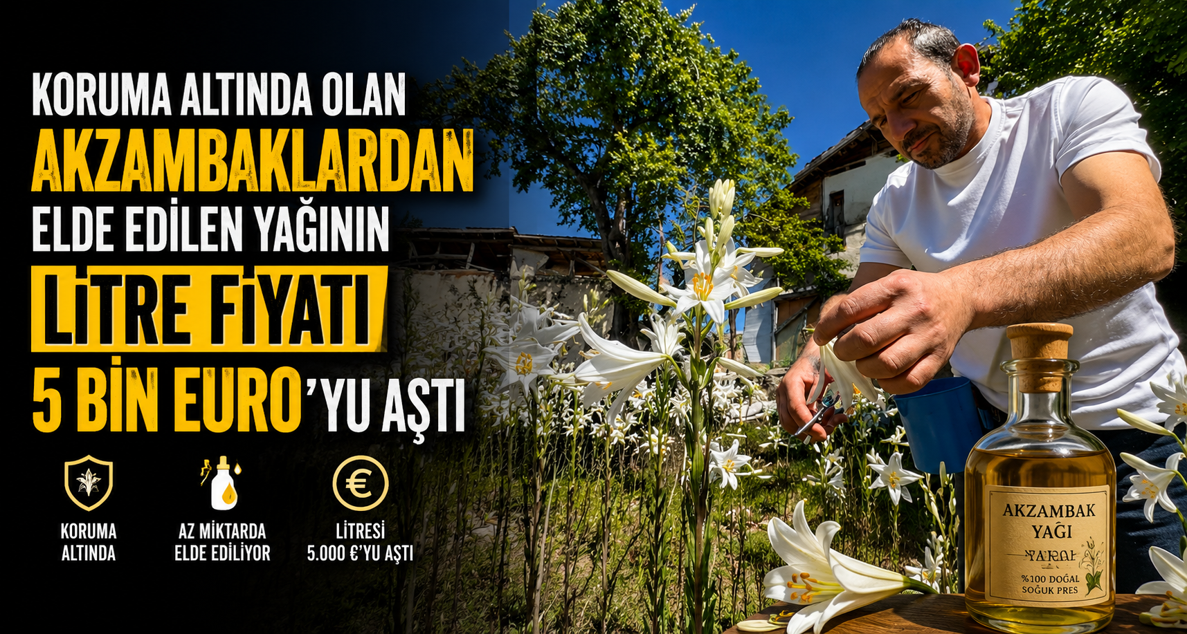 Koruma altında olan akzambaklardan elde edilen yağının litre fiyatı 5 bin Euro’yu aştı