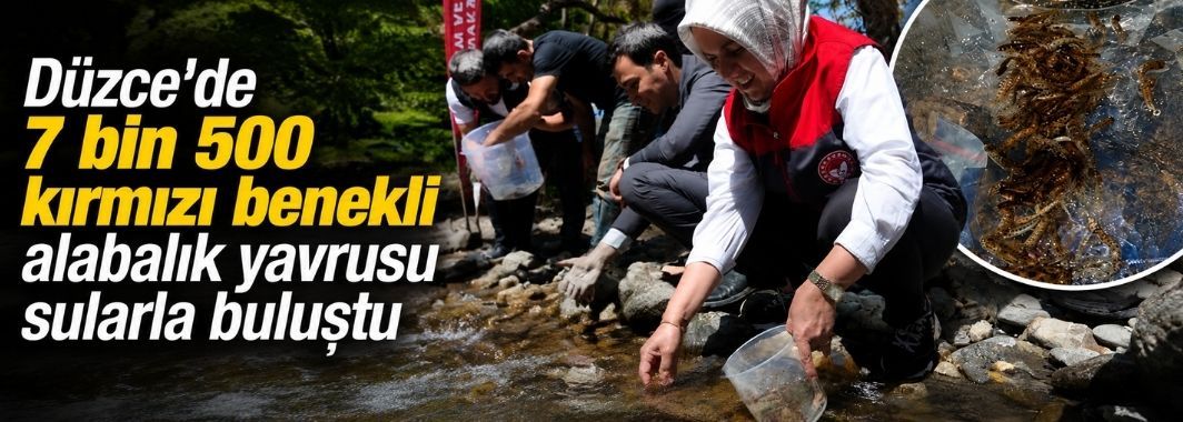 Düzce'de 7 Bin 500 Kırmızı Benekli Alabalık Yavrusu Sularla Buluştu