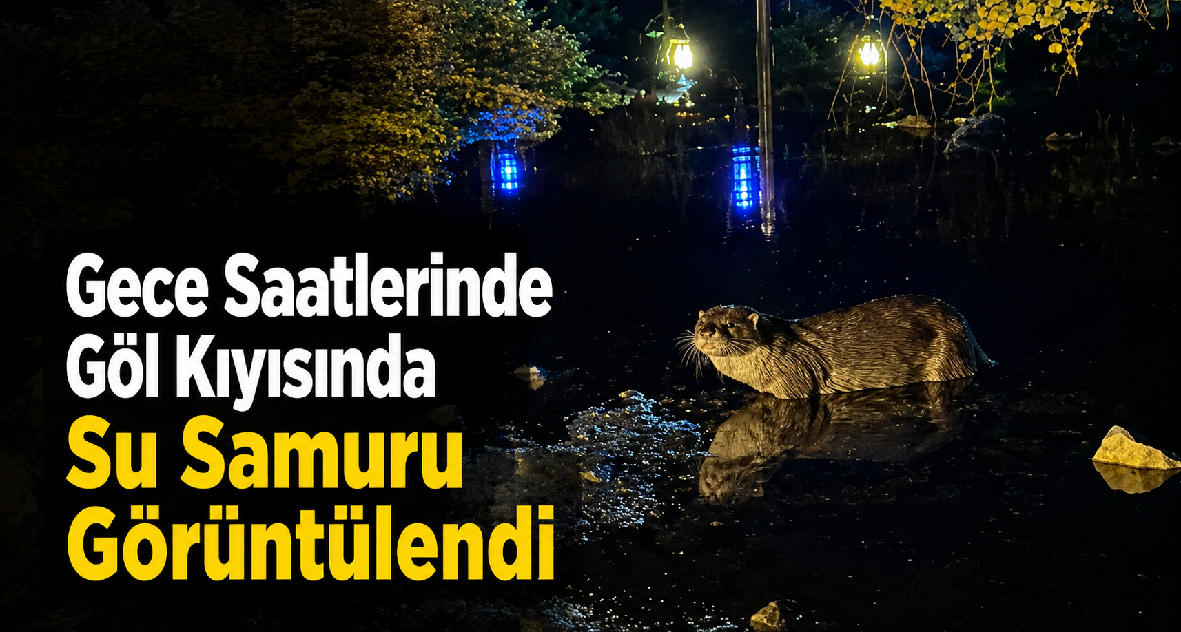 Gece saatlerinde göl kıyısında su samuru görüntülendi