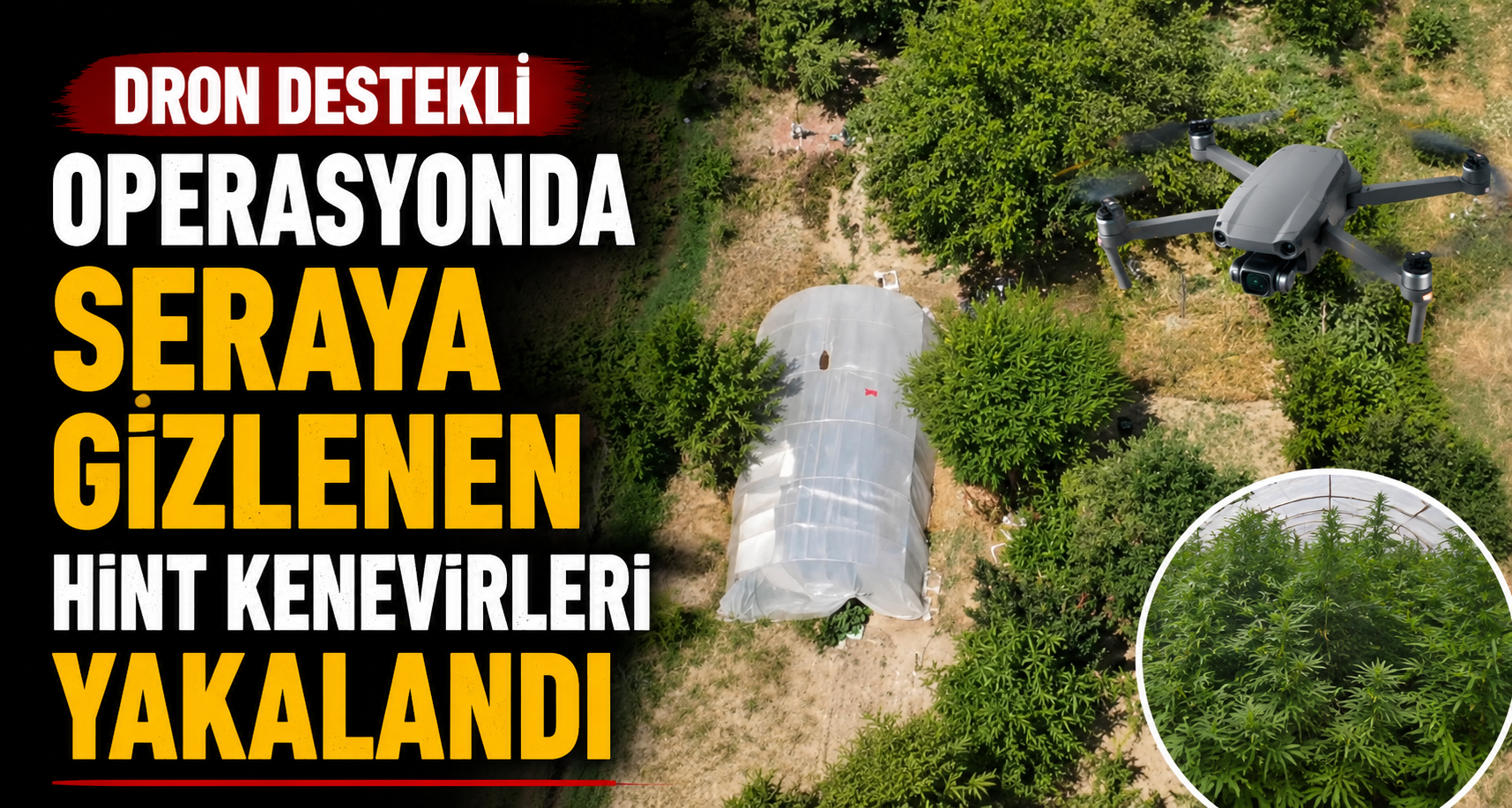 Dron destekli operasyonda seraya gizlenen Hint kenevirleri yakalandı