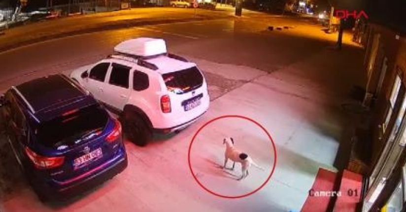  Köpeğe çarpmamak için manevra yaptı, takla atan ATV'de öldü; kaza kamerada