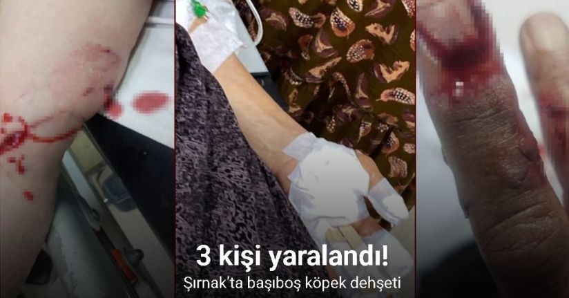 Şırnak’ta başıboş köpek dehşeti: 3 kişi yaralandı