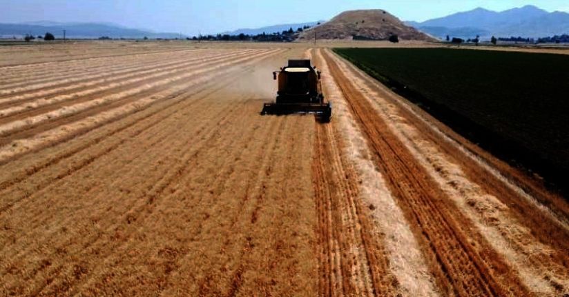 Gaziantep'te buğday ve arpa hasadı; rekolte beklentisi yüksek