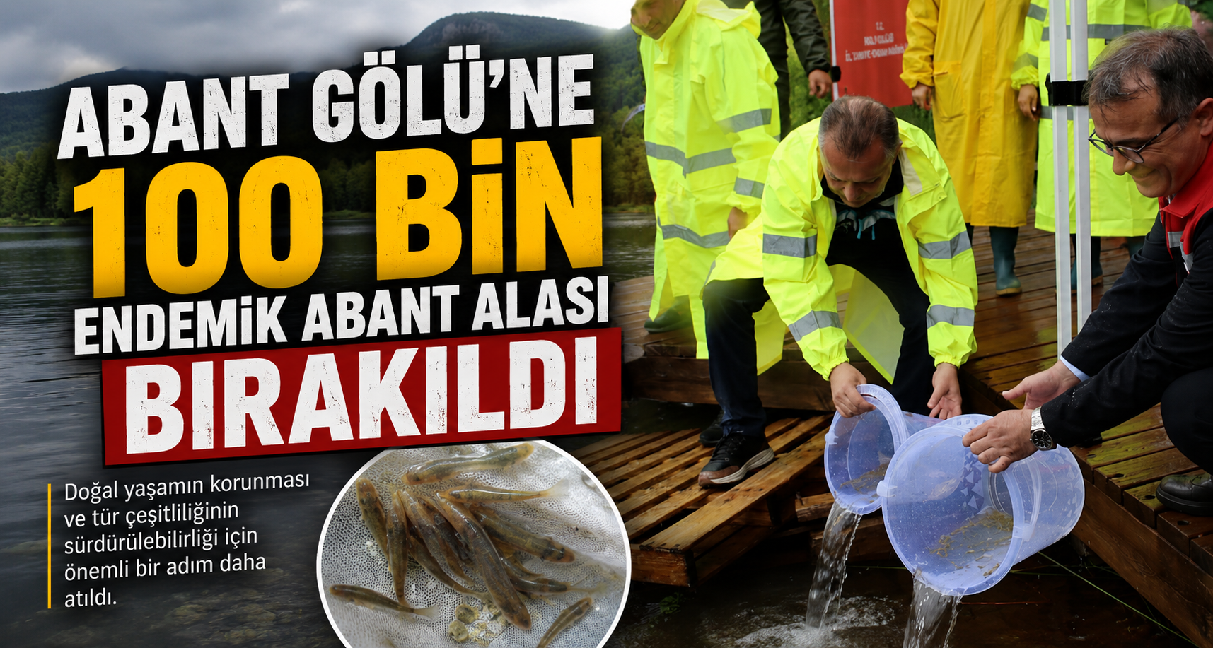 Abant Gölü’ne 100 bin endemik Abant alası bırakıldı