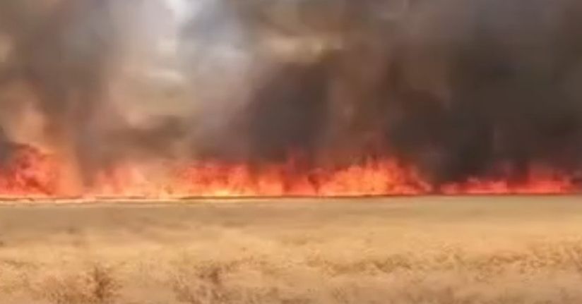 Harran’da 300 dönümlük buğday tarlasında yangın
