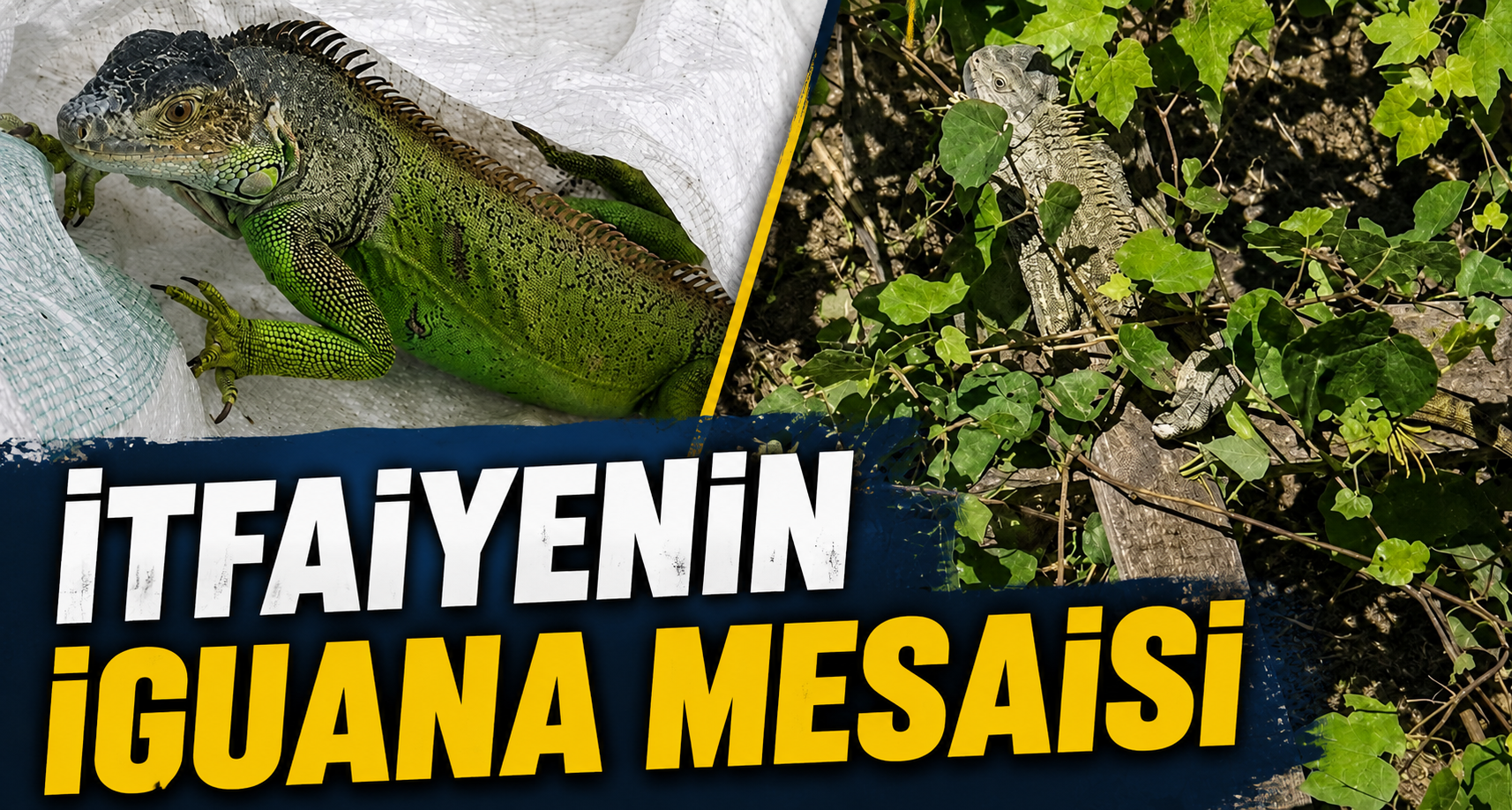 İtfaiyenin İguana Mesaisi