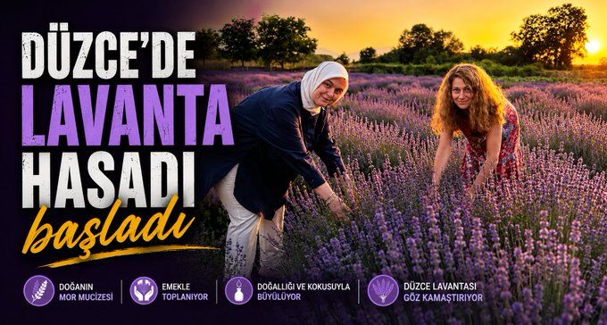 Düzce’de lavanta hasadı başladı