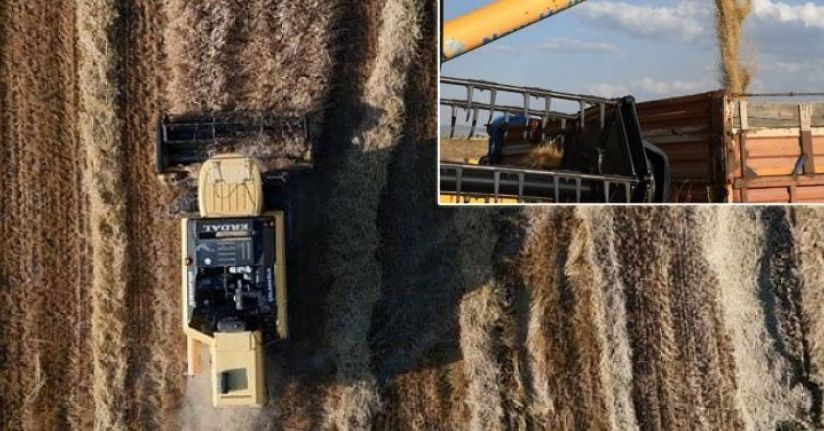 Sezonun ilk arpa hasadı başladı: Verim geçen yıla oranla yüksek