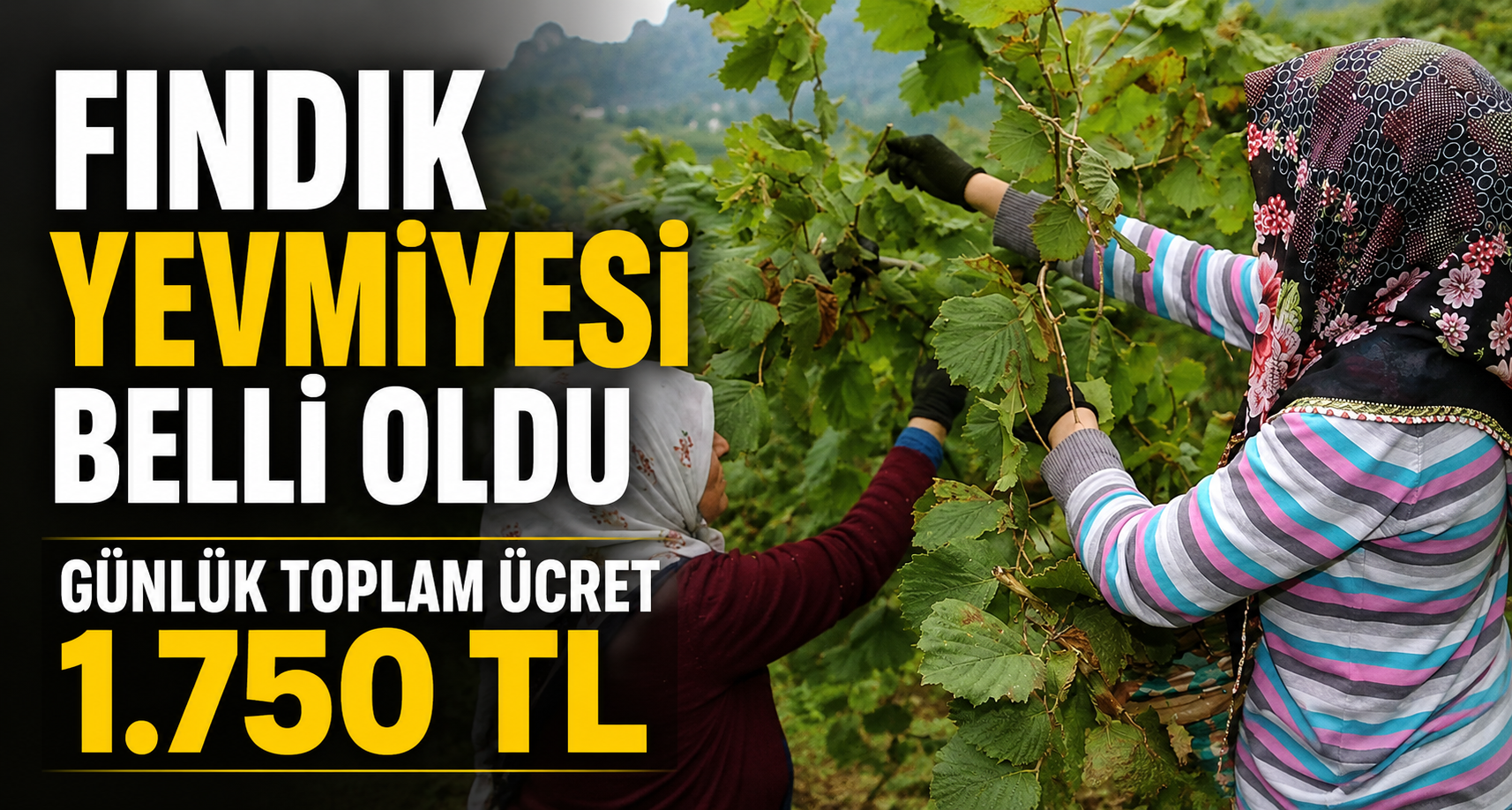 Fındık Yevmiyesi Belli Oldu: Günlük Toplam Ücret 1.750 TL