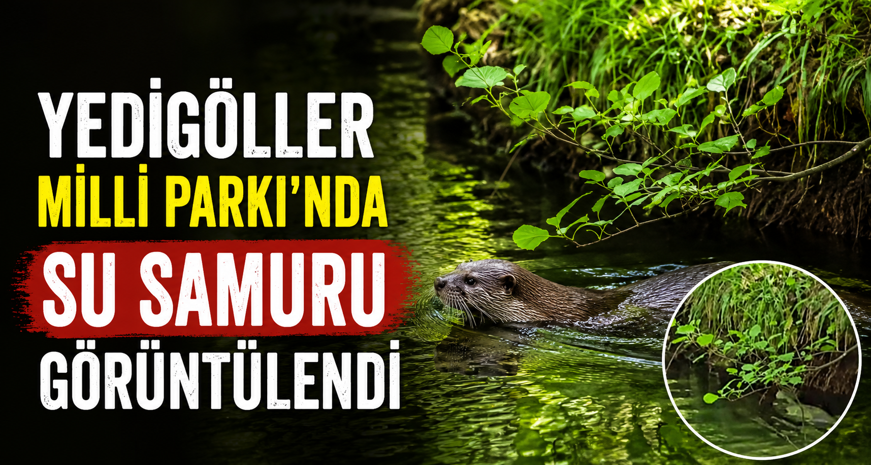 Yedigöller Milli Parkı’nda su samuru görüntülendi
