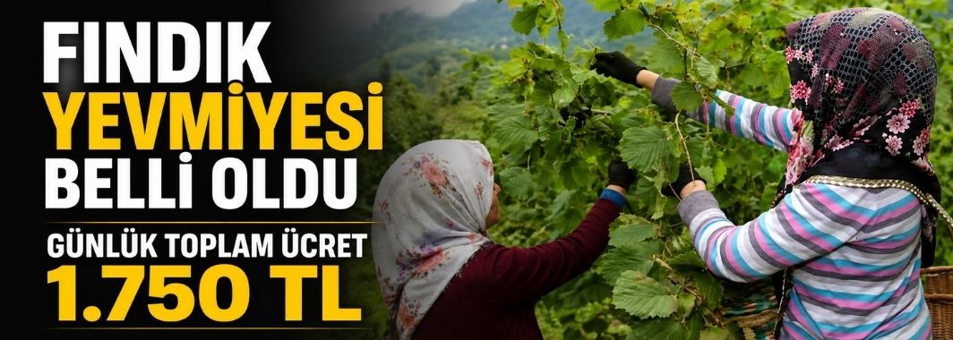 Fındık Yevmiyesi Belli Oldu: Günlük Toplam Ücret 1.750 TL