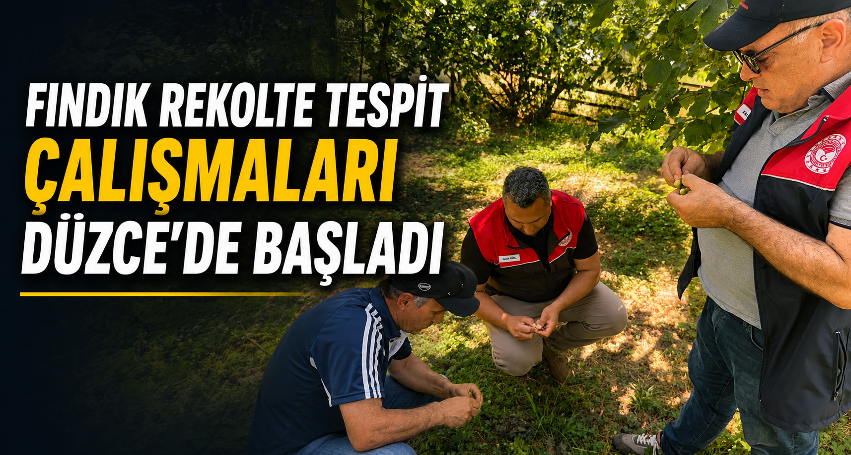 Fındık Rekolte Tespit Çalışmaları Düzce'de Başladı