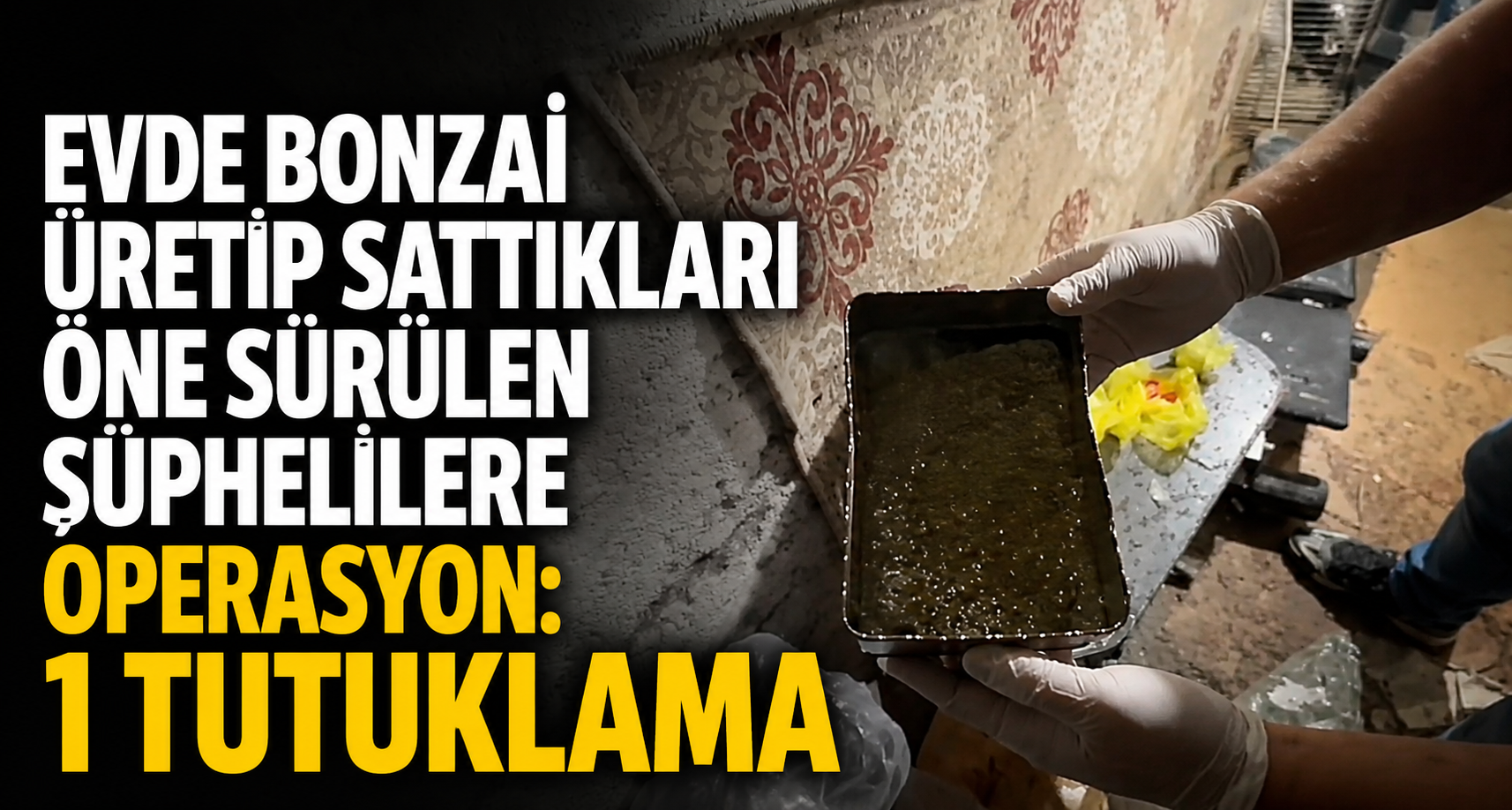 Evde Bonzai Üretip Sattıkları Öne Sürülen Şüphelilere Operasyon: 1 Tutuklama