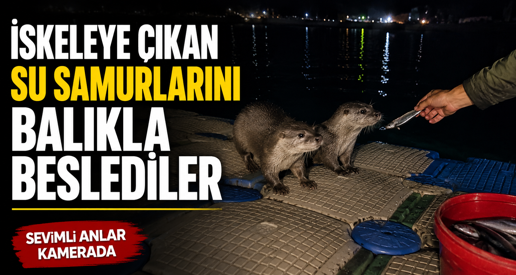 İskeleye çıkan su samurlarını balıkla beslediler