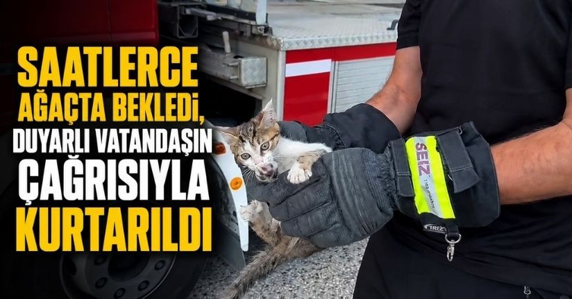 Saatlerce ağaçta bekledi, duyarlı vatandaşın çağrısıyla kurtarıldı