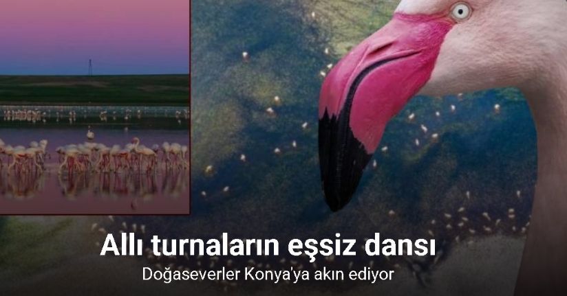 Düden Gölü'nde flamingolar görsel şölen oluşturdu