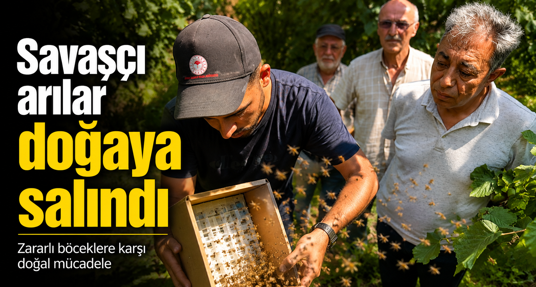 Savaşçı arılar doğaya salındı