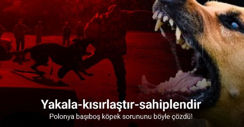 Polonya'da başıboş köpek sorunu 
