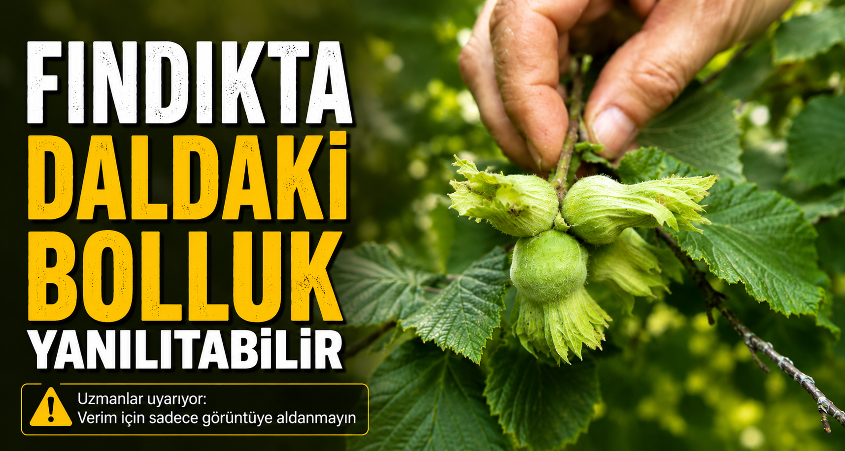 Fındıkta daldaki bolluk yanıltabilir