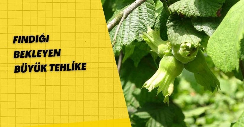 Fındığı bekleyen büyük tehlike