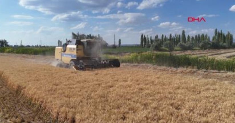 Arpa ve buğday hasadında yüzde 300 artış