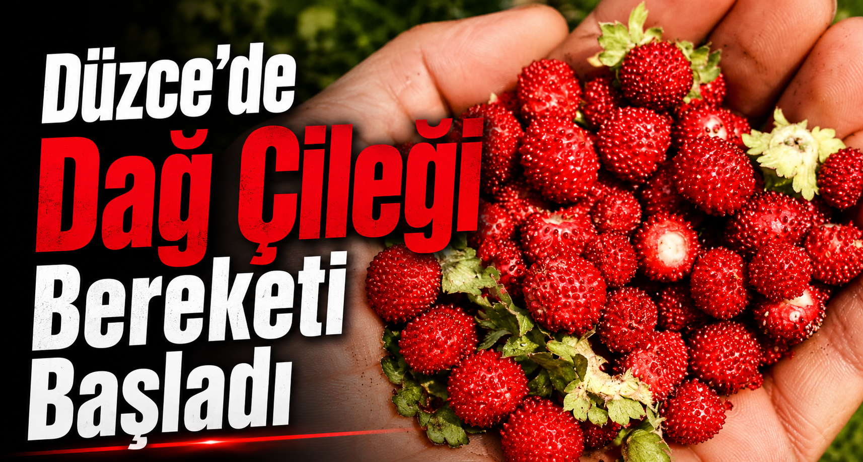Düzce’de Dağ Çileği Bereketi Başladı