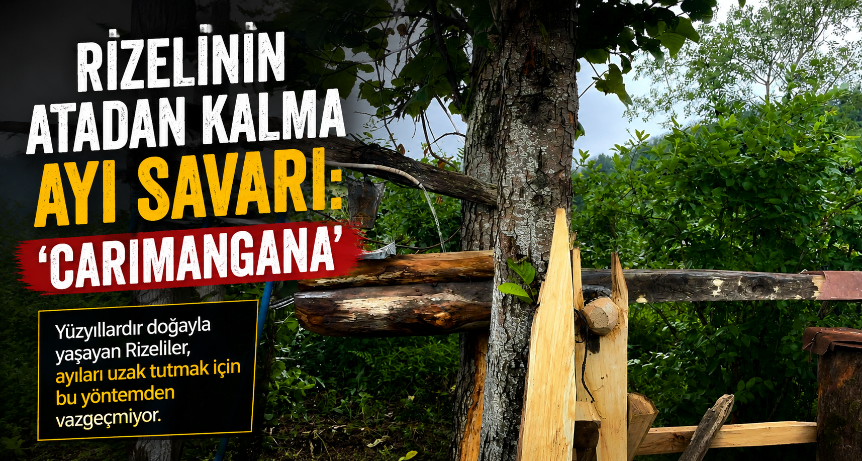 Rizelinin atadan kalma ayı savarı: ’Carimangana’