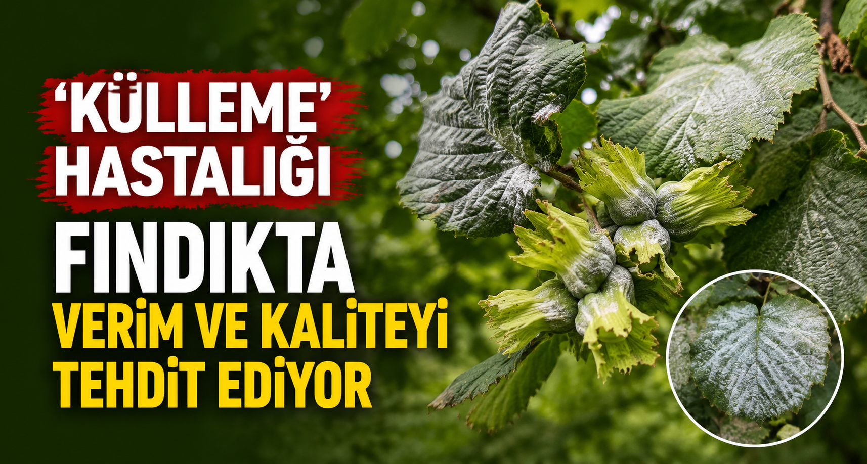 ’Külleme’ hastalığı fındıkta verim ve kaliteyi tehdit ediyor