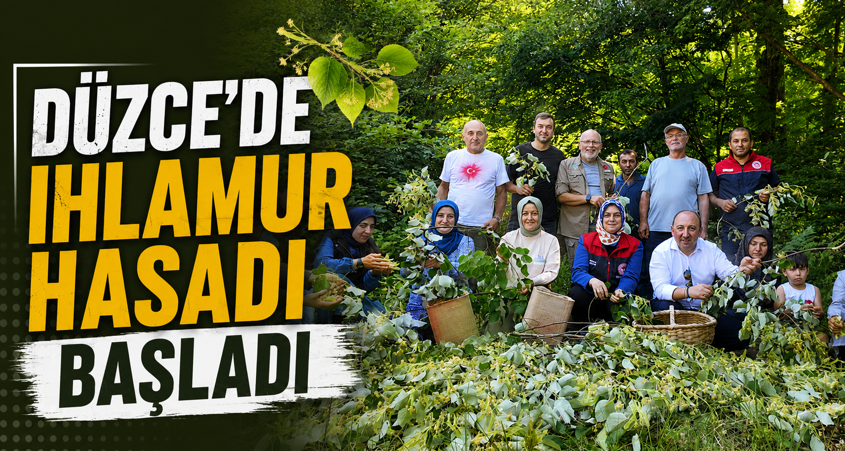 Düzce'de ıhlamur hasadı başladı