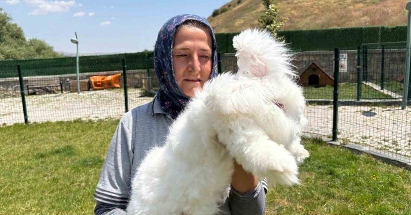 Ankara tavşanları yeniden hayat buldu: Hedef, üretim ve kadın istihdamı