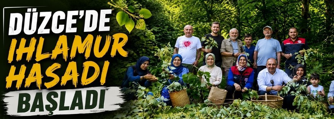 Düzce'de ıhlamur hasadı başladı