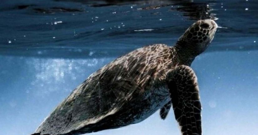 İztuzu Plajı'nda caretta carettaların yuva sayısı 400'e ulaştı