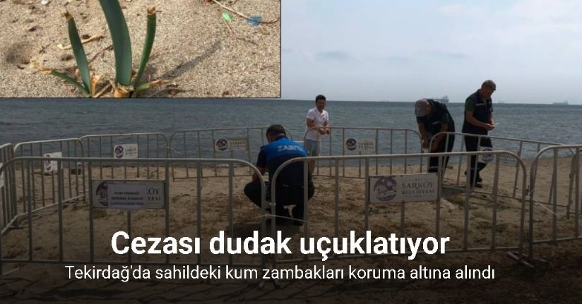 Sahilde bulunan kum zambakları koruma altına alındı: Koparana 699 bin 245 TL ceza kesiliyor