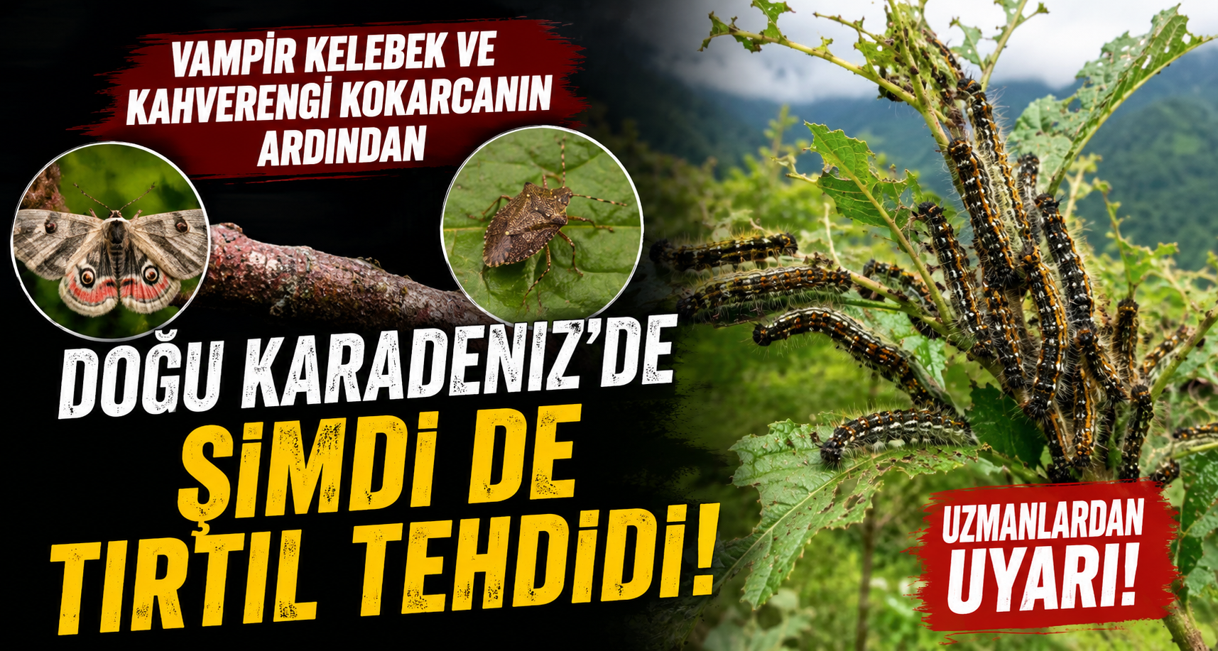 Vampir Kelebek ve kahverengi kokarcanın ardından Doğu Karadeniz’de şimdi de tırtıl tehdidi