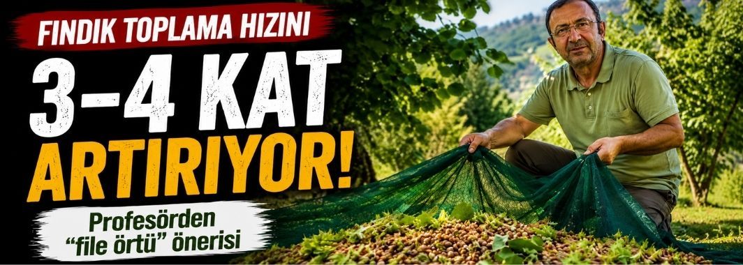 Fındık toplama hızını 3-4 kat artırıyor: Profesörden 