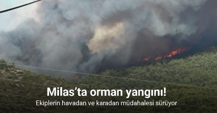 Milas’ta orman yangını