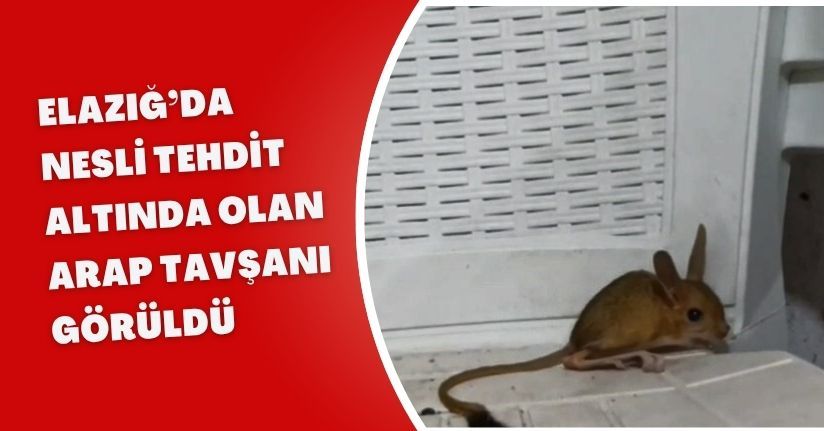 Elazığ’da nesli tehdit altında olan Arap Tavşanı görüldü